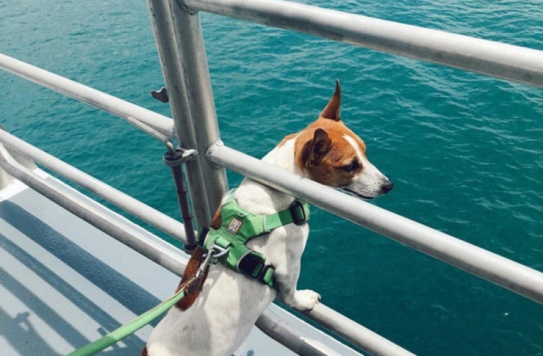 Catching the Ferry to Waiheke