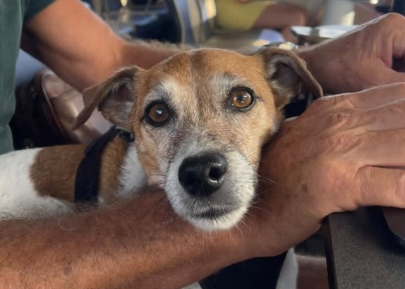 Dog Friendly Island Direct 574x410