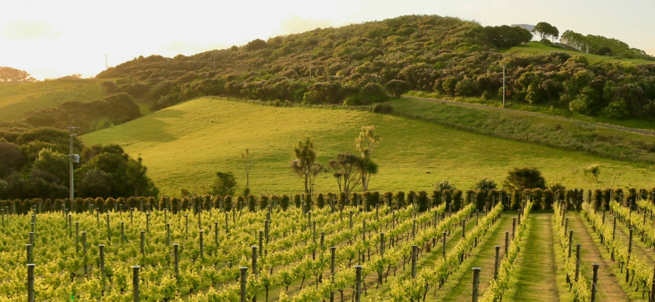 Waiheke Wine Lovers Trail Header Image 2