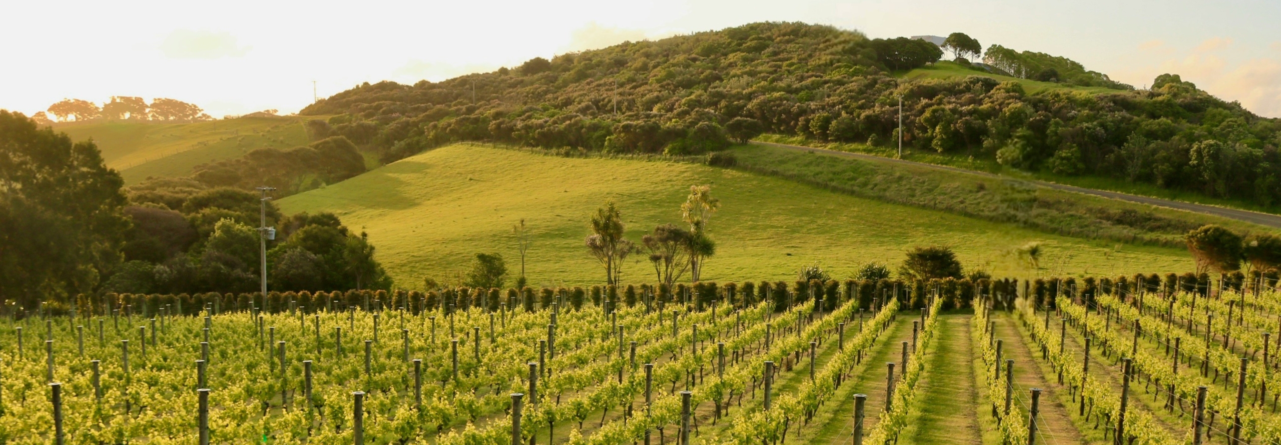 Why Waiheke 2560x890 Header Image v2