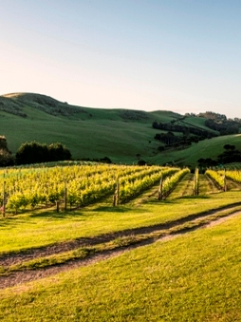 Waiheke Website Banner Image